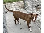 Delilah - Brown & White Pitbull #4 Puppy Female