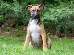 PUPPY RAY BENSON Black Mouth Cur Puppy Male