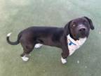 Eeyore American Staffordshire Terrier Adult Male