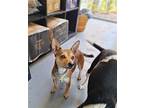 AIMEE Chihuahua Adult Female