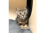 Peanut Domestic Shorthair Kitten Female
