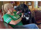 Kevin Happy Lover Boy Great Dane Adult Male