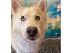 SMILES Husky Adult Female