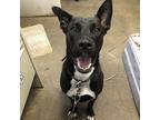 MOLLY German Shepherd Dog Adult Female