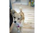 Sweetie Creamsicle Pomeranian Adult Female