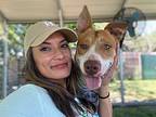 Thomas Vermicelli American Pit Bull Terrier Adult Male