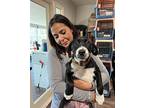 Ximena Vazquez Labrador Retriever Puppy Female