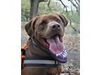Gumbo IN FOSTER Labrador Retriever Young Male