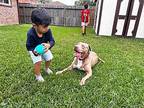 Mumble Happy Feet American Staffordshire Terrier Adult Male