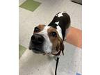 Journey Beagle Young Female