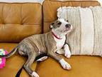 Ethan Cook American Pit Bull Terrier Puppy Male