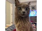 Ann Russian Blue Young Female