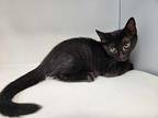 Gonzo Domestic Mediumhair Kitten Male