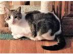 KITTEN LATTE- FOSTER OR FOREVER HOME NEEDED Domestic Shorthair Young Female