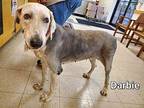 DARBIE Old English Sheepdog Adult Female