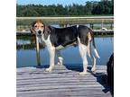 WINNIE Treeing Walker Coonhound Adult Female