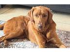 Red Golden Retriever Young Male