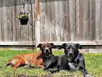 Zepellin Ray Jessee Labrador Retriever Adult Male