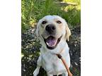 Snowball Labrador Retriever Adult Male