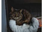 Glenda Domestic Longhair Senior Female