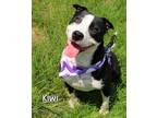 Adopt Kiwi a Canaan Dog, American Staffordshire Terrier
