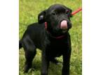 Adopt Sweet Jane a Shar-Pei, Retriever