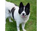 Adopt Beauty a Akita