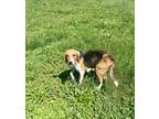 Adopt Huntress a Hound