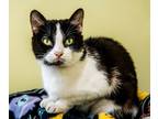 Adopt Trinket a Domestic Short Hair
