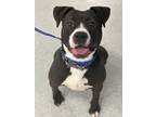 Adopt Whitney Houston a Pit Bull Terrier, Mixed Breed