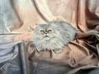 Adopt Belle 2 a Persian, Oriental Long Hair