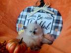 Female Dollface Persian Kitten