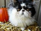 Cfa Tabby And A Black Bicolor