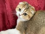 Petal Ticked Tortie Scottish Fold Girl