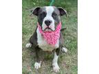 Adopt Mindy a American Staffordshire Terrier, Pit Bull Terrier
