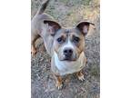 Adopt Lyla a Pit Bull Terrier, Mixed Breed