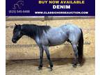 Aqha Blue Roan Quarter Horse