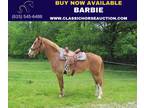Fancy Red Roan Missouri Fox Trotter