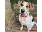 Adopt Marigold a Treeing Walker Coonhound