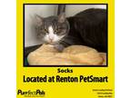 Adopt Socks a Domestic Short Hair
