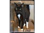Adopt Lisa a Domestic Short Hair