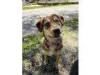 Adopt Medi a German Shepherd Dog, Labrador Retriever