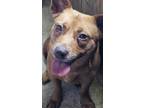 Adopt Lila a Feist, Dachshund