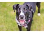 Adopt Gertie a Great Dane, Mixed Breed