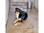 Adopt Chantilly a Entlebucher