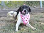 Adopt Kirby - Adoptable a Pointer, Mixed Breed