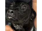Adopt Tilly a Retriever