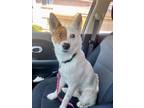 Adopt Opa a Australian Cattle Dog / Blue Heeler