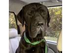 Adopt Magic a Cane Corso