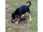 Adopt Laverne a Labrador Retriever, Basset Hound